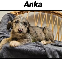 ANKA, chienne à adopter