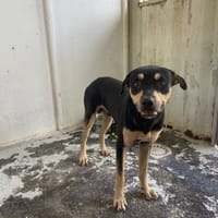 GANDHI, chien à adopter