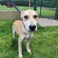 APPY, chien à adopter