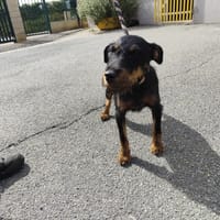 EPICE, chienne à adopter