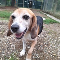 TOPLA, chienne à adopter
