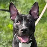 POGO, chien à adopter