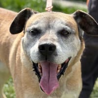 ARROW, chien à adopter