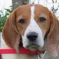 SARLA, chienne à adopter