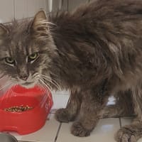 COON-COON, chat à adopter