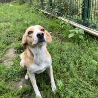 TINA, chienne à adopter
