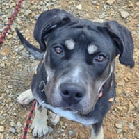 Aya, chienne à adopter