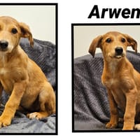 ARWEN (Réservée), chienne à adopter