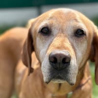 LADY, chienne à adopter