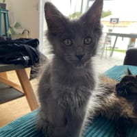 BIJOU, chat à adopter