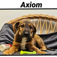 AXIOM(Réservé), chien à adopter