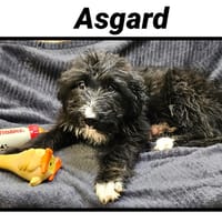 ASGARD( Réservé), chien à adopter