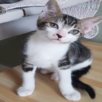 LILOU, chatte à adopter