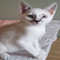 Didou, chat à adopter