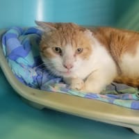 ASAP, chat à adopter