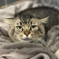 PACMAN, chat à adopter