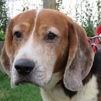 SNOOPY, chien à adopter