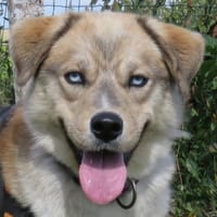 AIKO, chien à adopter
