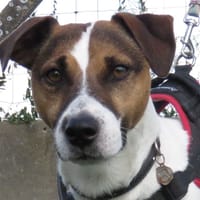 ROUCKY, chien à adopter