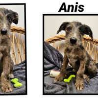ANIS, chien à adopter