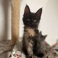 BAÏLA, chatte à adopter