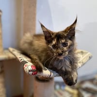 baboo, chatte à adopter