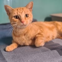 Mimie, chatte à adopter