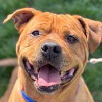 SIMBA, chien à adopter