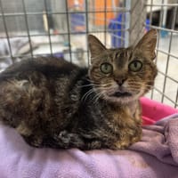 LETO, chat à adopter