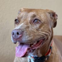 ARYAH, chienne à adopter