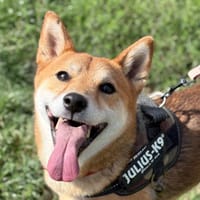 POCKET, chien à adopter