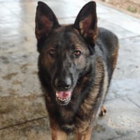 SKYE, chienne à adopter