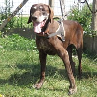 HEAVEN, chienne à adopter