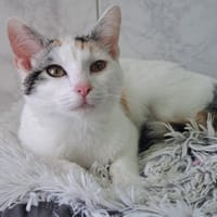 TULIPE, chatte à adopter