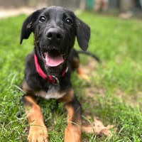 Donuts [Chiot], chien à adopter