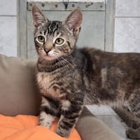 AMA, chatte à adopter