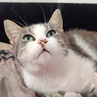 TRIX, chatte à adopter