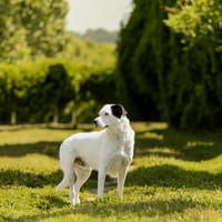 Choubaka, chien à adopter
