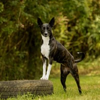 KIM, chienne à adopter