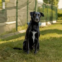 RIO, chien à adopter