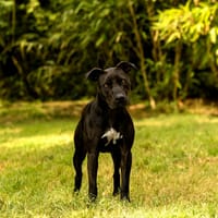 Cassia, chienne à adopter