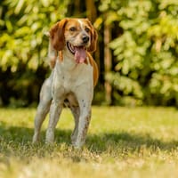 Nero, chien à adopter
