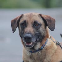 Django, chien à adopter