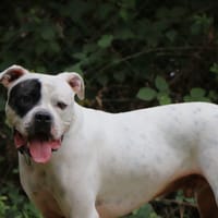 TYSON, chien à adopter