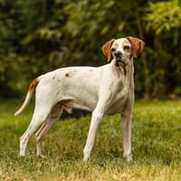 Loulou, chien à adopter
