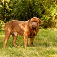 Bosco, chien à adopter