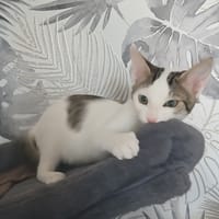 DJO, chat à adopter