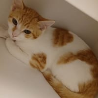 JACK, chat à adopter