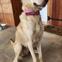 Suzie la douce louloute, chienne à adopter