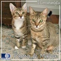 Puma & Malou, gatto femmina da adottare